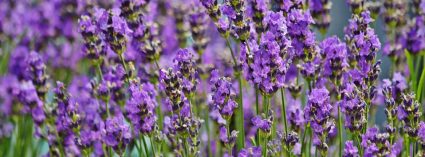 Benefici della Lavanda: tante ottime idee per utilizzarne la fragranza