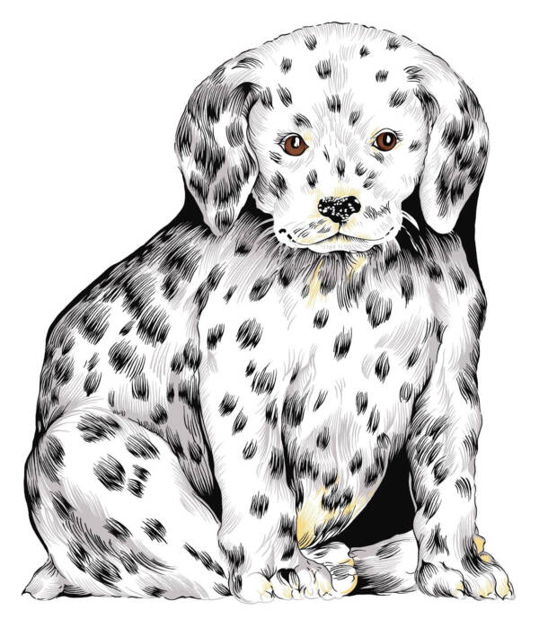 cane dalmata