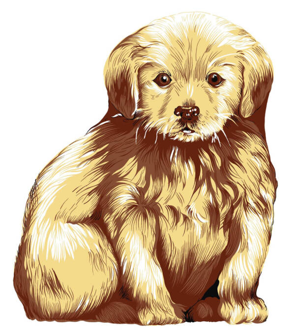 cane golden.retriever