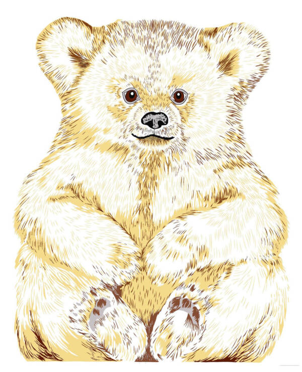 orso bianco