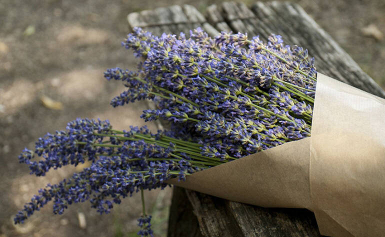 Benefici della Lavanda: tante ottime idee per utilizzarne la fragranza
