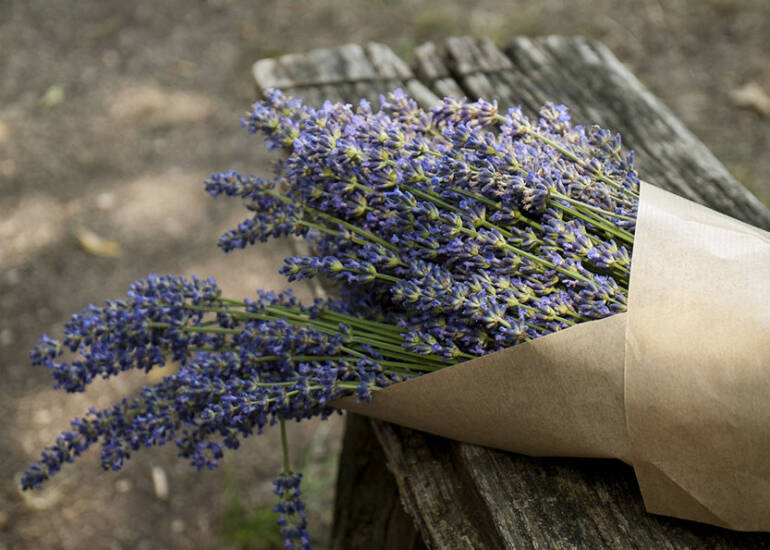 Benefici della Lavanda: tante ottime idee per utilizzarne la fragranza