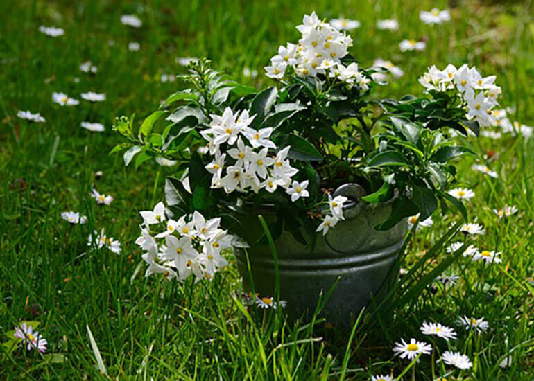 Il calore che allontana il dolore, grazie al Cuscino Termico Aromatico.